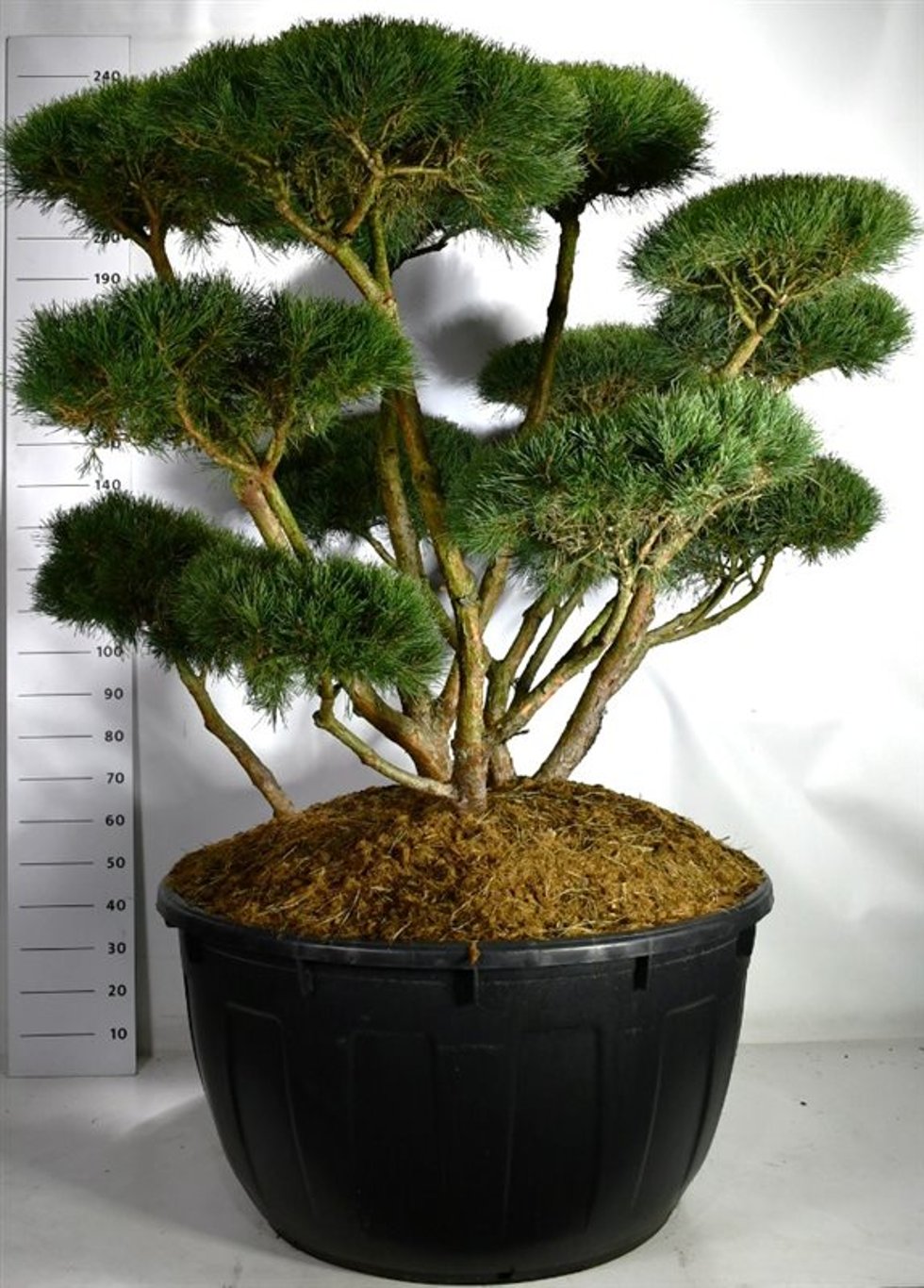 Pinus sylv. 'Watereri' - 140-160 CM Bonsai Cont.